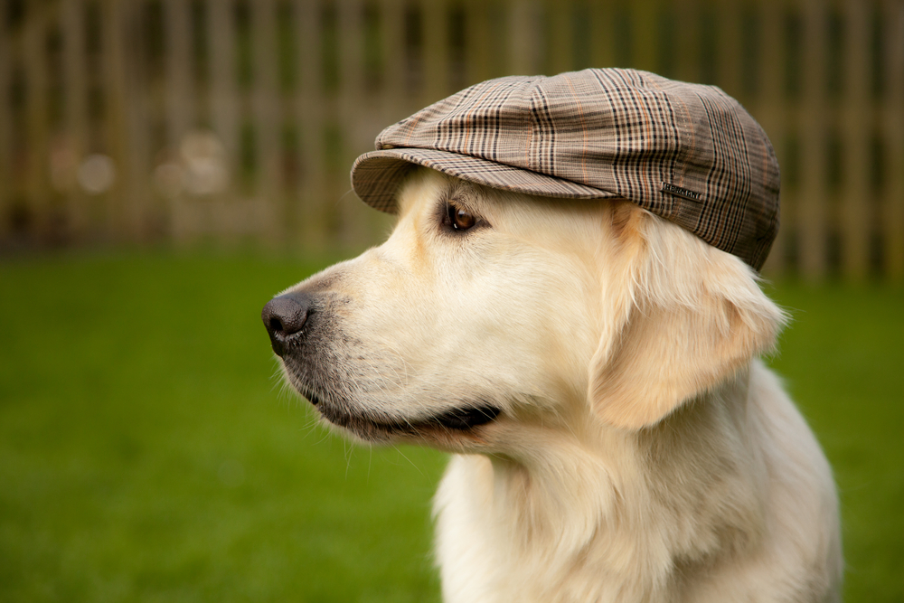 chapeau pour chien