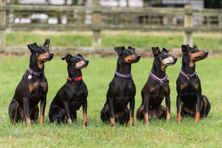 Manchester Terrier Chien De Compagnie Remarquable