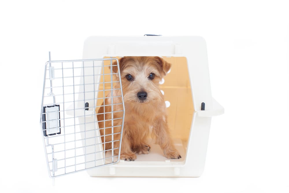 norflok-terrier-en-cage
