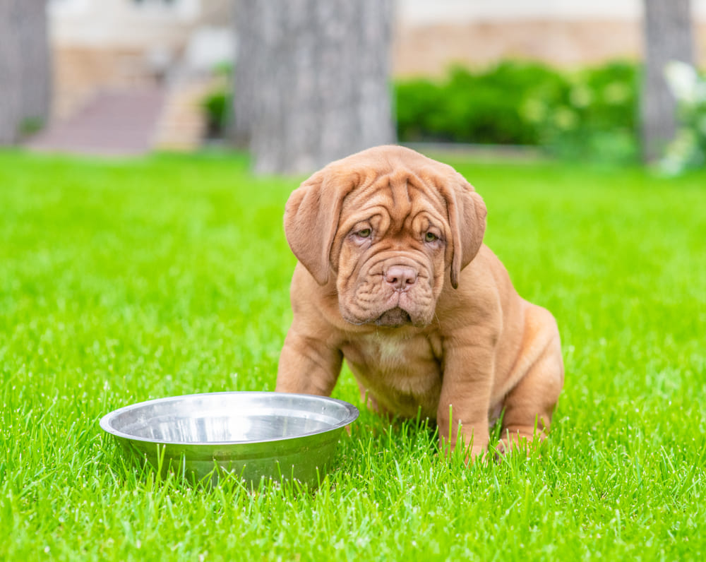 Combien de temps un chien peut-il rester sans manger