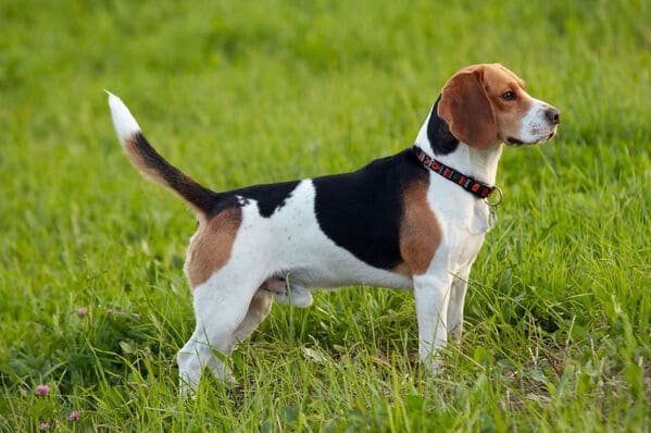 Beagle-races-de-petits-chiens