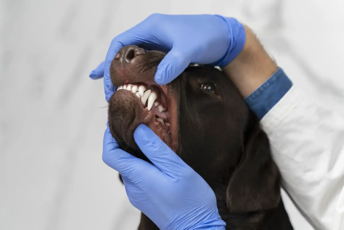 Comment Effectuer Un Détartrage Pour Votre Chien