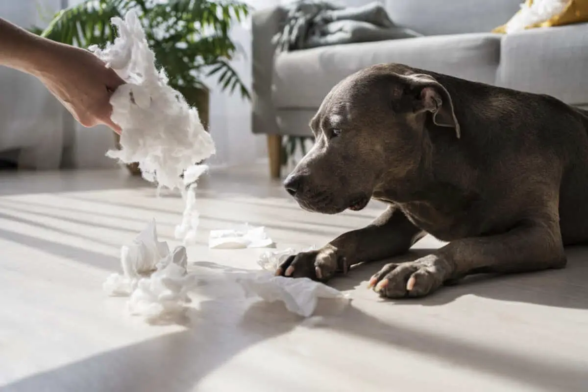 Mon Chien Fait Caca Dans La Maison, Causes Et Solutions